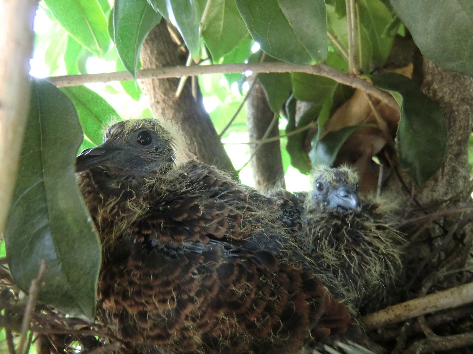 鳩の赤ちゃん２羽確認 ズッコケじいちゃん のひとりごと