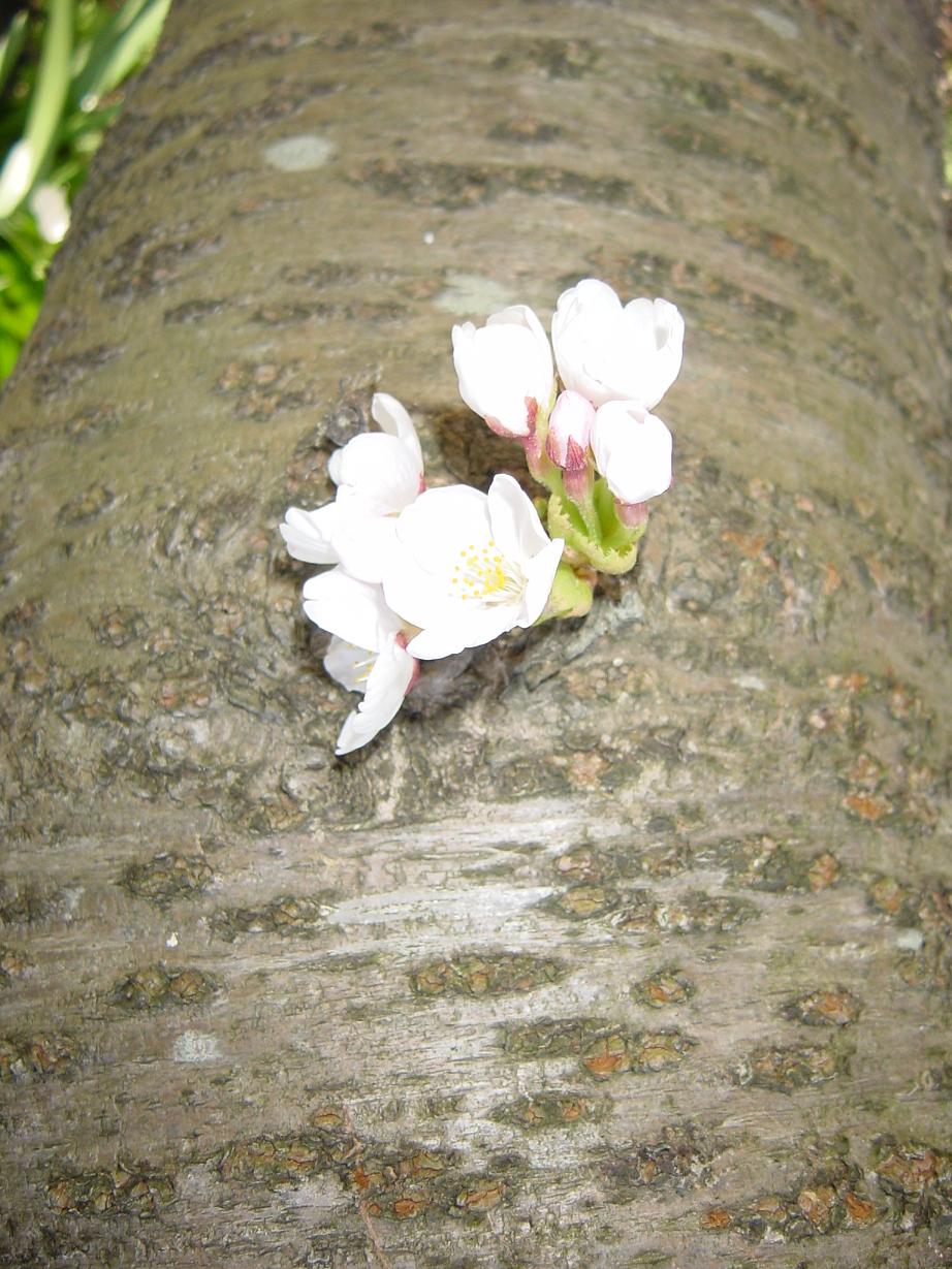 桜の幹から 直接花が出た ズッコケじいちゃん のひとりごと