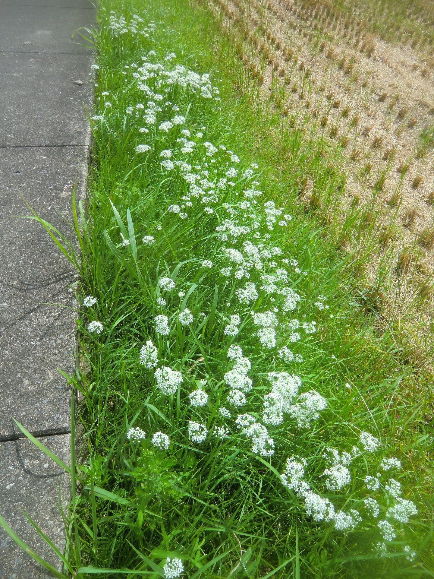 今咲いている雑草の花 雑草の花も美人ぞろい ズッコケじいちゃん のひとりごと