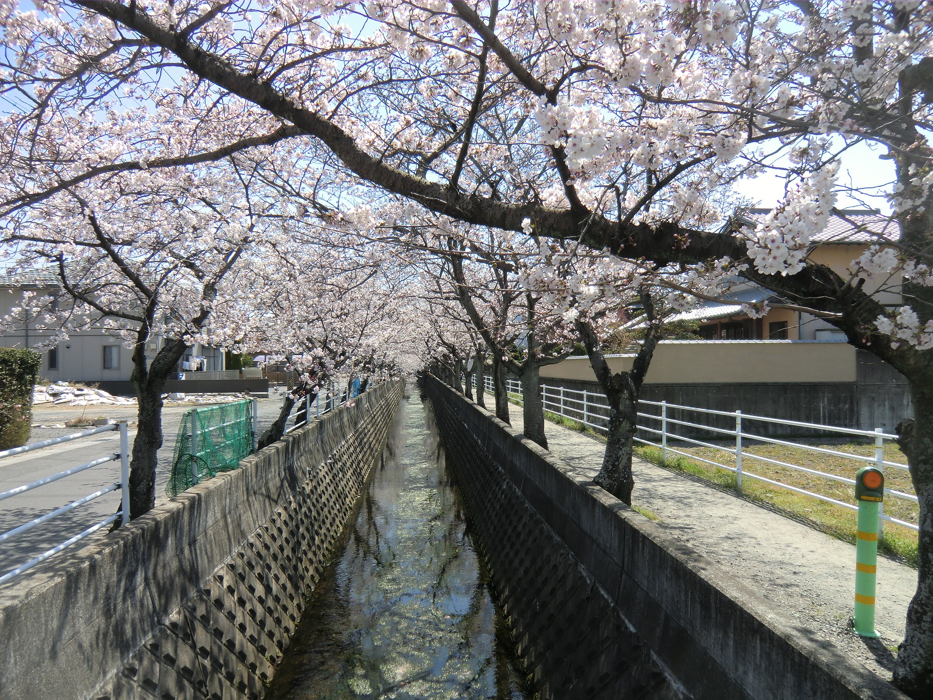 十四川の桜並木ウォーキング ズッコケじいちゃん のひとりごと